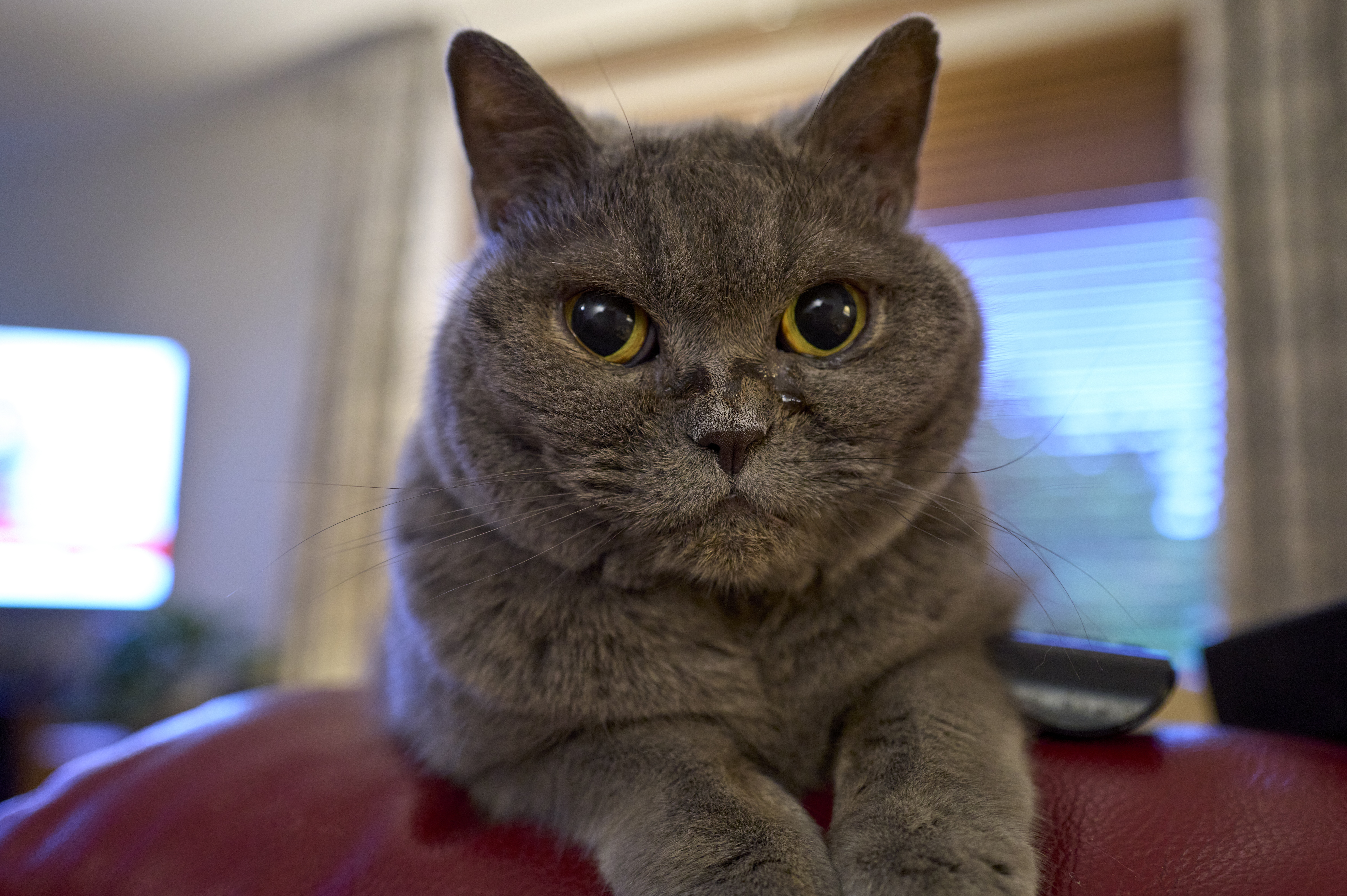 Lily -Boss Cat